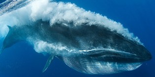 Bryde’s whales protection considered with Gulf of Mexico oil drilling