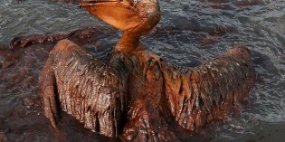 BP funds Gulf of Mexico oil spill recovery projects to the tune of $134M
