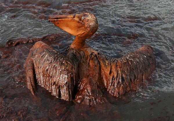 Gulf of Mexico oil spill