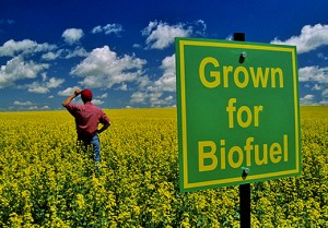 Global biogas production expected to reach 2,141Bcf per year by 2024
