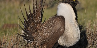 US rejects sage grouse protections, sidesteps oil and gas restrictions