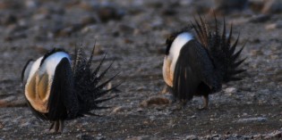 After sage grouse protections rejected, land use plans become focus
