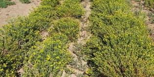Nevada researchers working to turn gumweed plant into biofuel