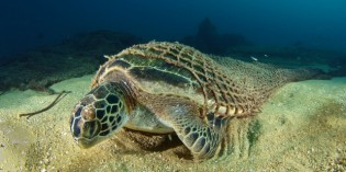Plastic marine litter has huge impact on marine wildlife – study
