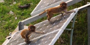 Insurance could protect India’s solar panels from “monkey menace”