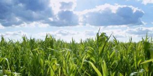 Price spike in US biofuels credits should be examined: Ethanol group, regulators