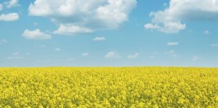 EU considering halving crop-based biofuels by 2030
