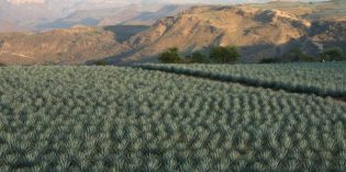 Mexico tequila maker has a shot at turning agave waste into fuel
