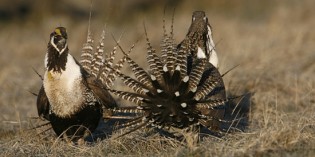 More gas, oil drilling restrictions sought to save sage grouse