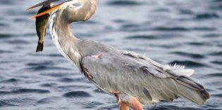 Syncrude charged with 2015 blue heron deaths, maximum fine is $500,000